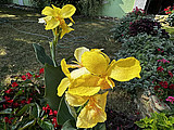 008