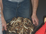 De Ripparl woarn lecker........